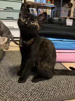 Judy (foster cat)
