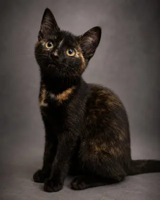 Judy (foster cat)