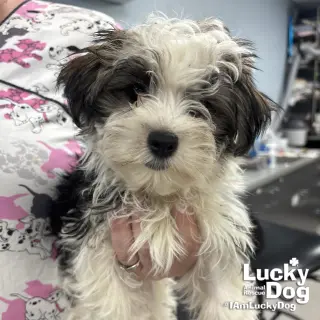 Mickey