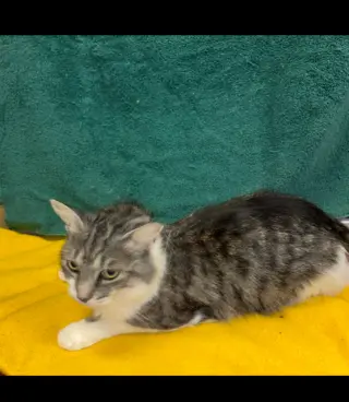 Willow