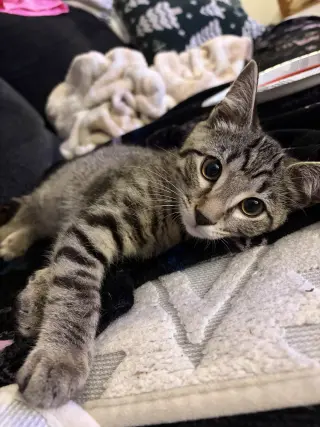 Nick (foster cat)