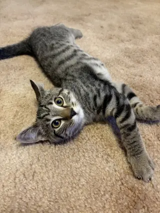Nick (foster cat)