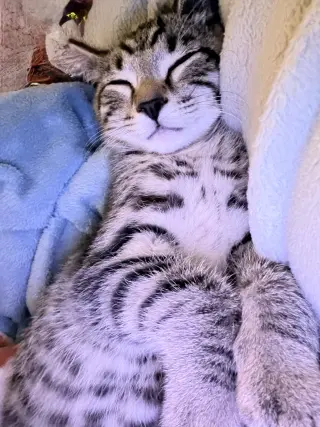 Nick (foster cat)