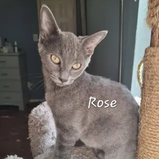 Rose #lap-cat