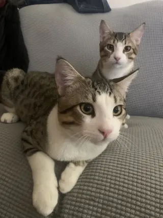 Abel & Cain (Courtesy Post)