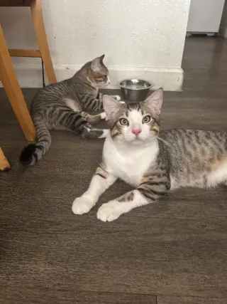 Abel & Cain (Courtesy Post)