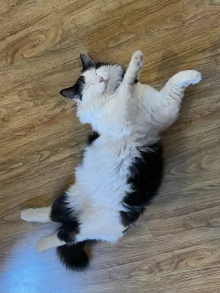 Oreo (Courtesy Post)