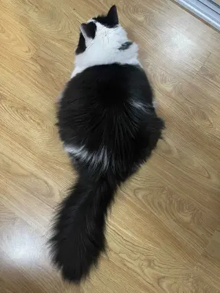 Oreo (Courtesy Post)