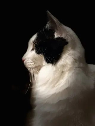 Oreo (Courtesy Post)