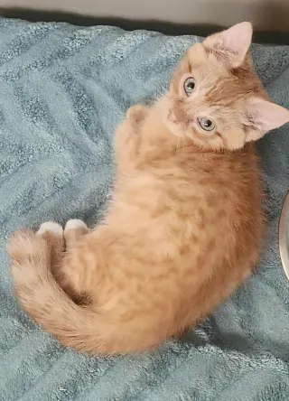 Rori (foster cat)