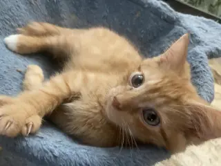 Rori (foster cat)