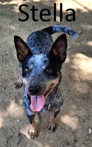 Stella