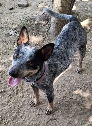Stella