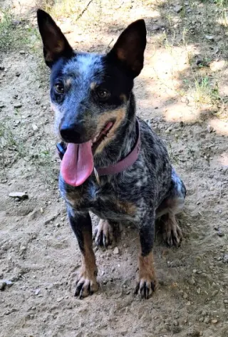 Stella