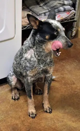 Stella