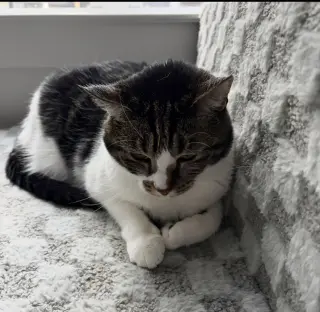 COURTESY POST: Lynxi