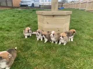 pembroke corgi puppies
