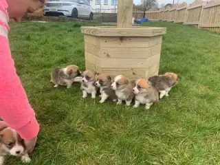 pembroke corgi puppies