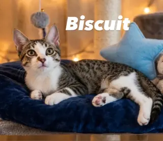 Biscuit