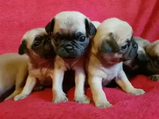 pug puppies for rehoming