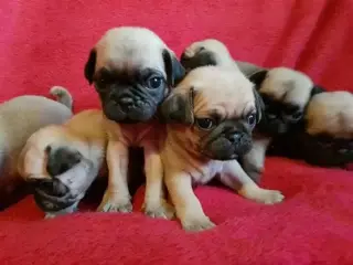 pug puppies for rehoming