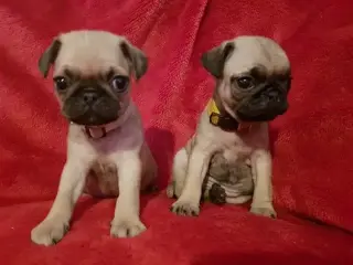 pug puppies for rehoming