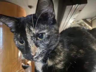 Tulip (foster cat)