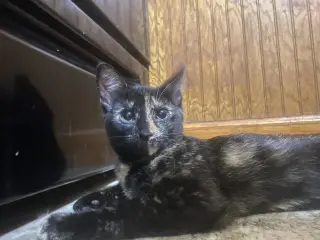 Tulip (foster cat)