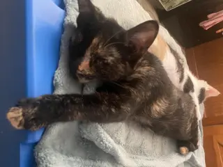 Tulip (foster cat)