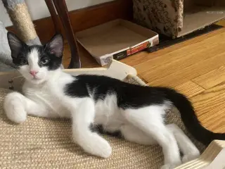 Sky (foster cat)