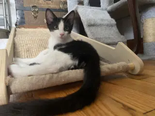 Sky (foster cat)