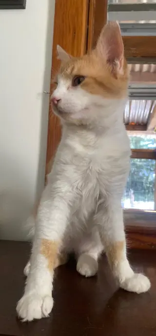 Tails (foster cat)