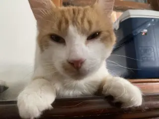 Tails (foster cat)