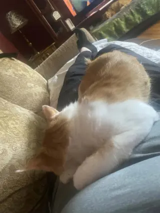 Tails (foster cat)