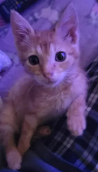 Rory
