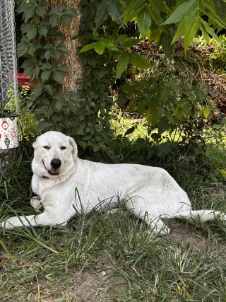 Rosalie ( Mosey Rosie ) Lonestar