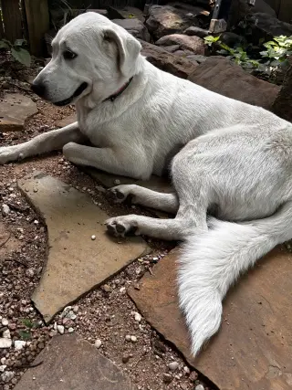 Rosalie ( Mosey Rosie ) Lonestar