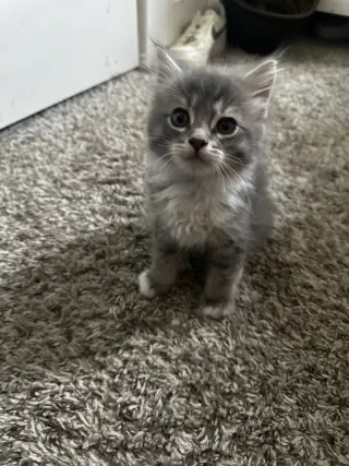 Cloud