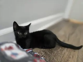 Loki