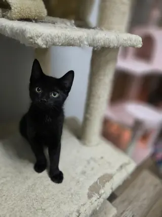 Loki