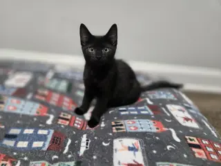 Loki