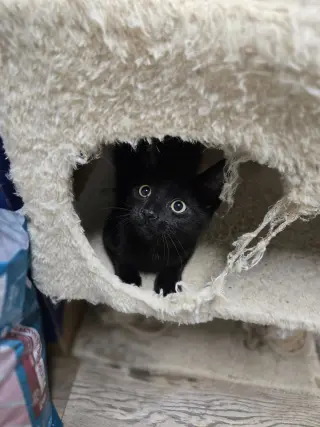 Loki