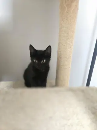 Loki