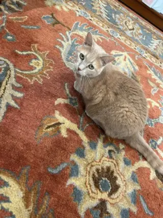 Cheeky Needs a Foster/Perm ASAP! Unique Lovely Gir