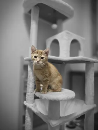 Hobbes