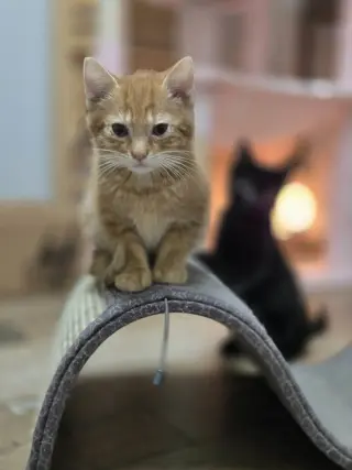 Hobbes