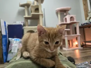 Hobbes
