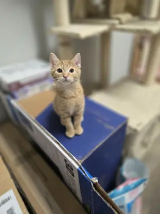 Hobbes
