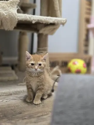 Hobbes