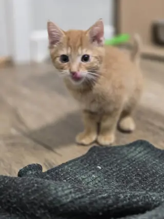 Hobbes